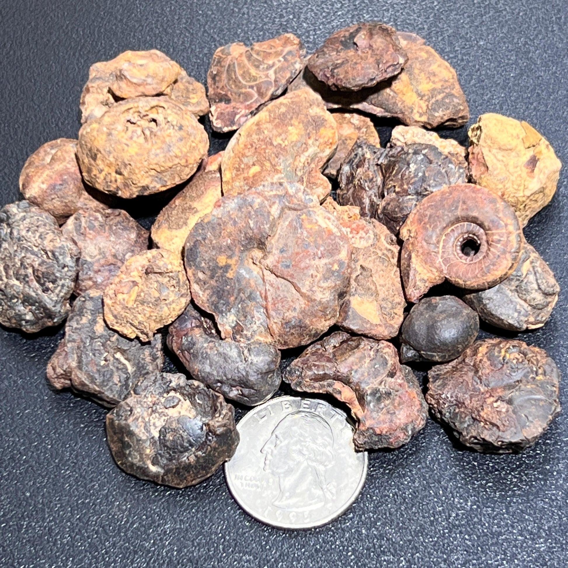 Ammonite Fossils Mixed Quality (By The Ounce Or Pound) Spiral Ammonoids Wholesale Amazing Crystals