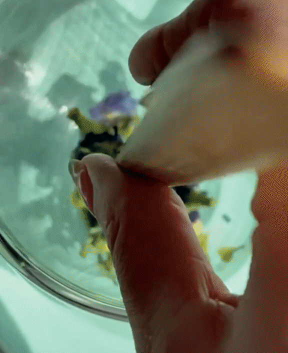 Butterfly Pea The Qi