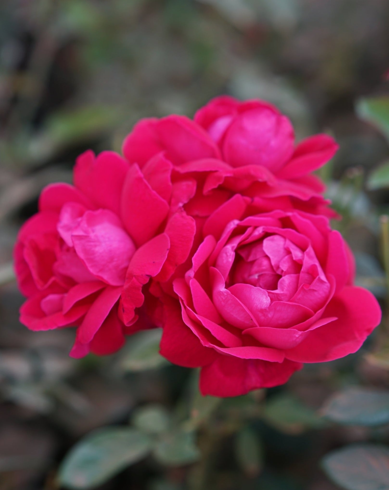 Shangri-la Rose The Qi