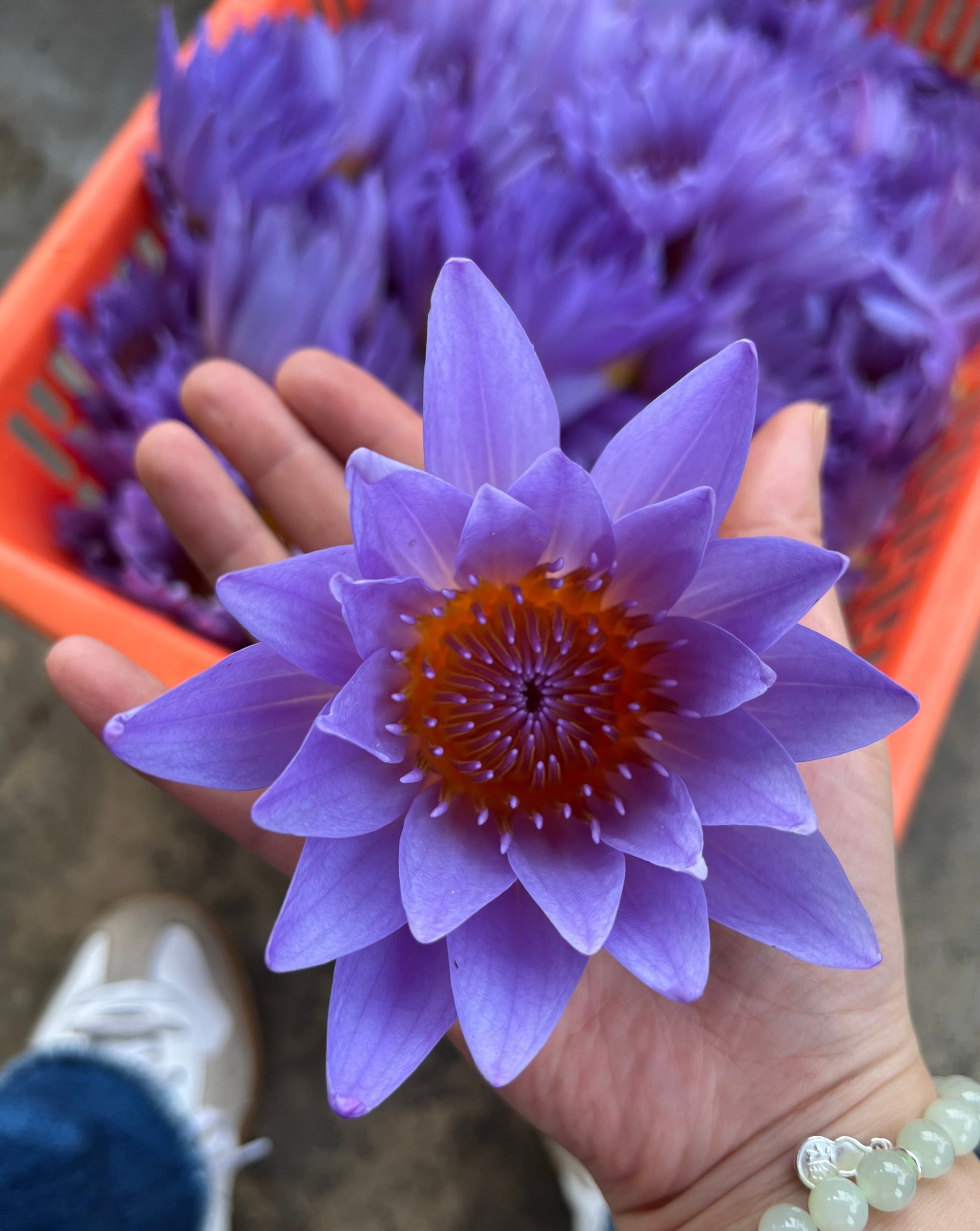 Blue Lotus Tea The Qi