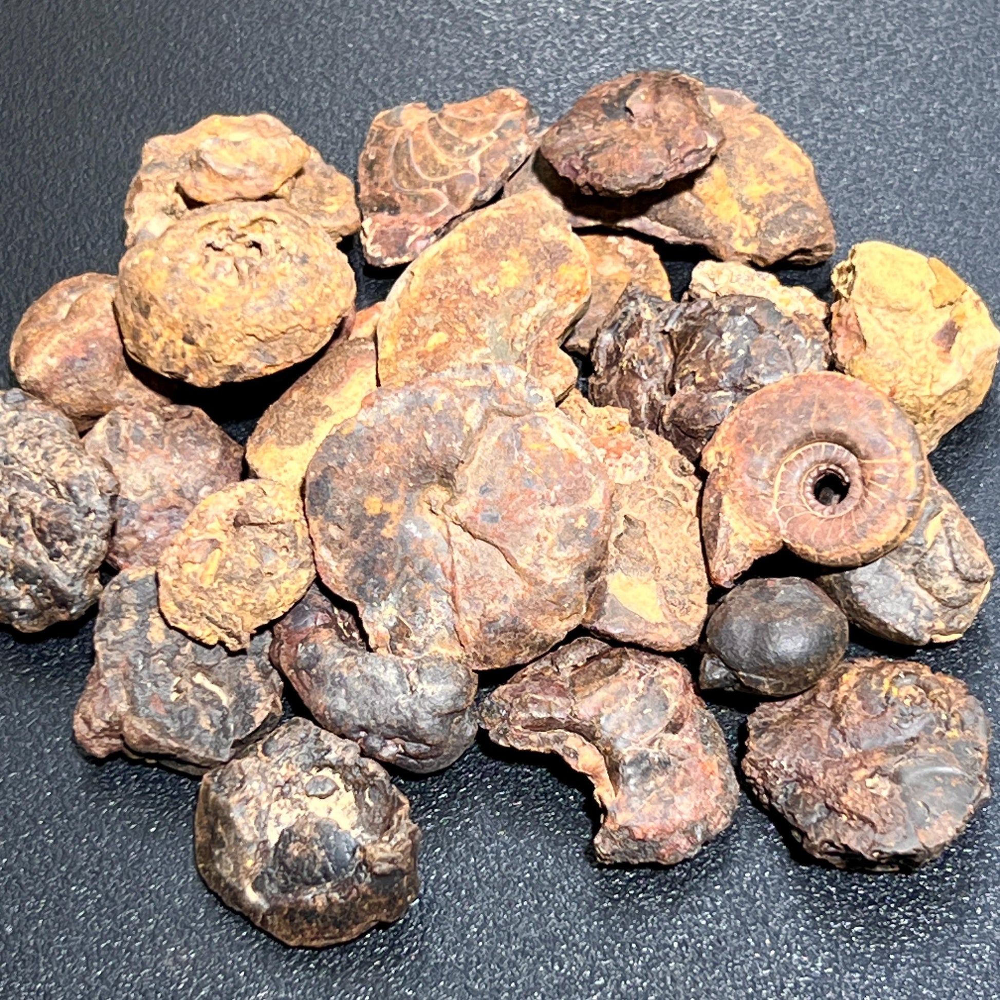 Ammonite Fossils Mixed Quality (By The Ounce Or Pound) Spiral Ammonoids Wholesale Amazing Crystals